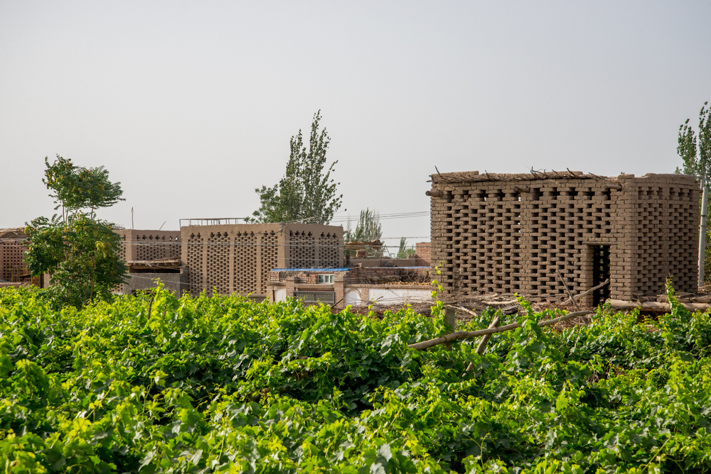 vuon-nho-xanh-muot-tai-oc-dao-turpan